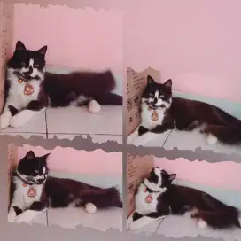 Kucing Persia Mix Kampung