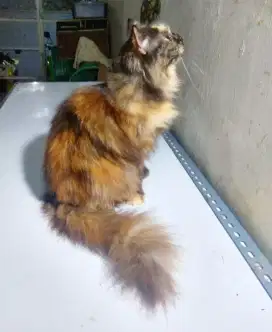 Kucing Persia Long Hair