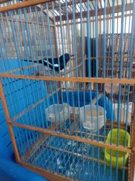 Burung goci gacor