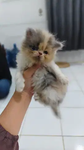LA persia flatnose 2 bln betina