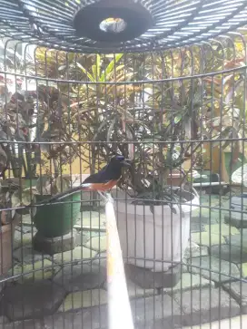 Burung muray gacoran..