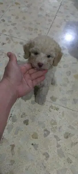 Mini Apricot Poodle | Sangat gemash!