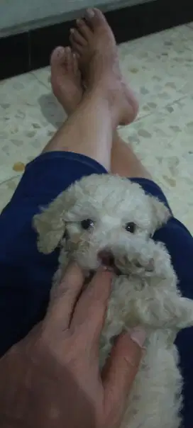 Mini Apricot Poodle | Sangat gemash!