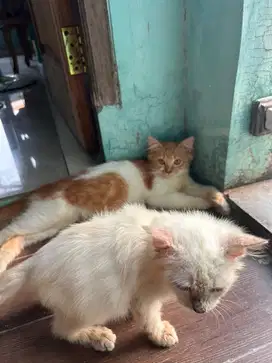 Kitten kucing mix persia jantan