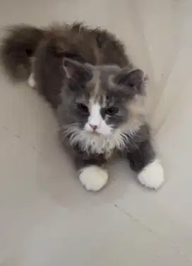 anggora moci 3 bulan