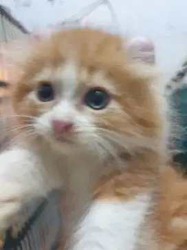 Kucing American crul