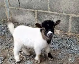 sepasang anakan kambing mini hias pygmi 3-4 bulanan exotik TB 30cm top