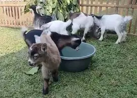 sepasang anakan kambing mini hias pygmi 3-4 bulanan exotik TB 30cm top