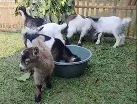 sepasang anakan kambing mini pygmi 3-4 bulanan kerdil exotik lucu puas