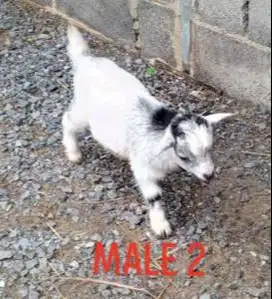 sepasang anakan kambing mini pygmi 3-4 bulanan kerdil exotik lucu puas