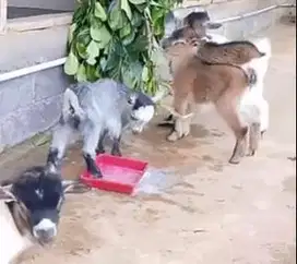 sepasang anakan kambing mini pygmi 3-4 bulanan exotik lucu pendek hias