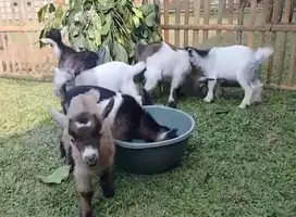 sepasang anakan kambing mini pygmi 3-4 bulanan exotik lucu pendek hias