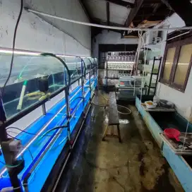 Fish Keeper Berpengalaman - Perawat Ikan Hias