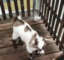 sepasang anakan kambing pygmi TB 30 cm 3-4 bulanan lucu gemesin manteb