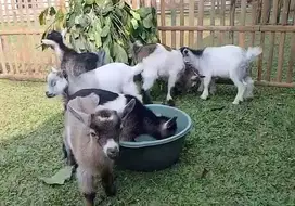sepasang anakan kambing pygmi TB 30 cm 3-4 bulanan lucu gemesin manteb