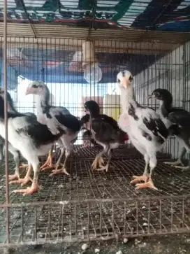 Ayam Bangkok ayam Ganoy kaki gunung Vietnam