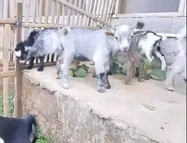 sepasang anakan kambing mini pygmi 3-4 bulanan TB 30cm exotik lucu top