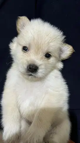 Anakan pom kecil munyil lucu