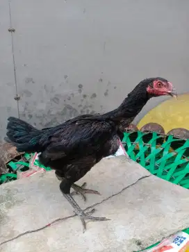 Ayam Bangkok/ayam GANOY BLACK warior MIX PAKOY manideng betina/betina