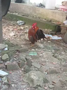 Jual ayam Serama jantan