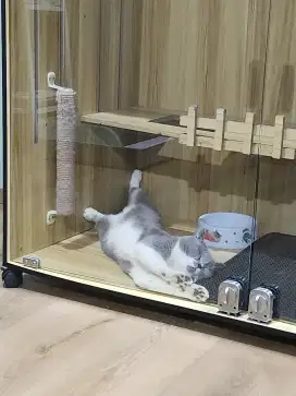 Bsh bico jantan 11 bulan