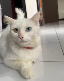 Kucing Oddeye Domestik Putih