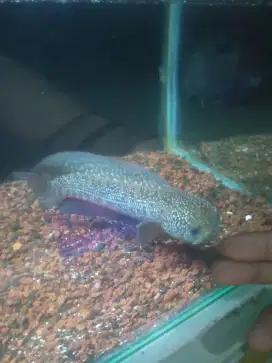 Chana asiatica kalimaya