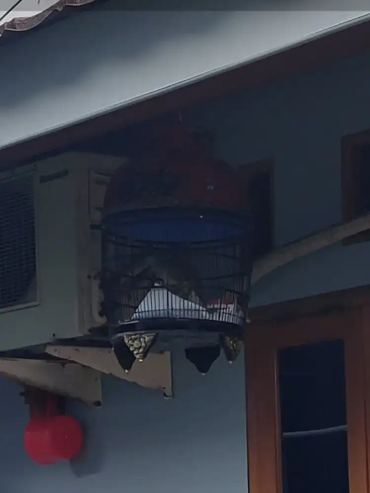 Burung Perkutut Lokal