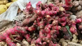 Cari BUYER AMANAH JAHE MERAH DAN JAHE IPRIT