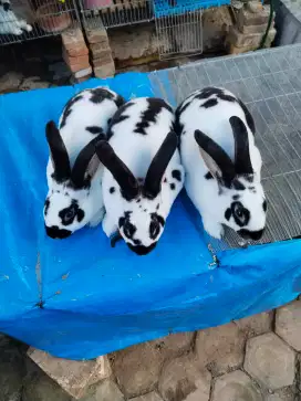Menjual kelinci rex..