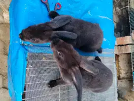 Menjual kelinci rex