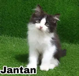 Jual berbagai jenis kucing