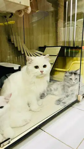 Hibah Kucing persia medium