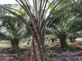 Cari karyawan pemanen lanjang dan pasutri