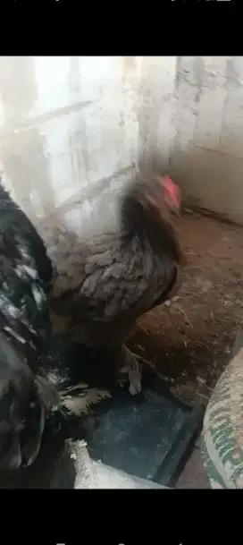 Ayam hias Brahma  induk