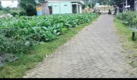 Tanah Murah Cocok Untuk Investasi di Temanggung
