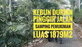 Kebun Durian Dll Baran Sumbersuko Tajinan Malang