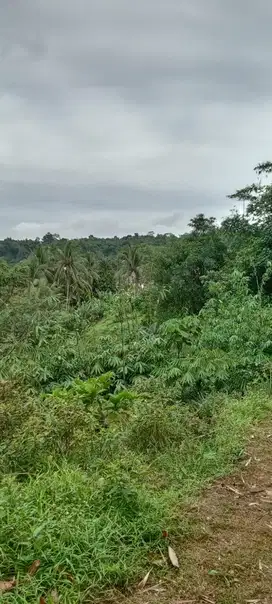 Investasi Dijual Tanah Bagus di Desa Kuripan Ciseeng 250 ribu per m2
