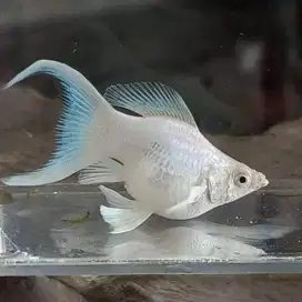 Ikan Molly platinum cawang