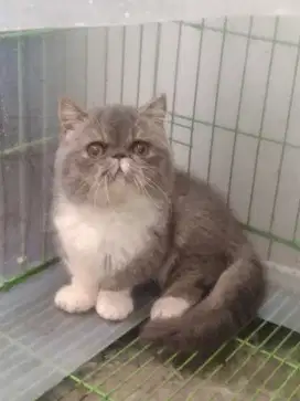 kucing cebol pesek
