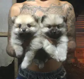 anak anjing minipom no mix jantan