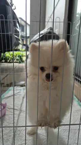 Mini Pom Minipom Betina Putih Stamboom Vaksin