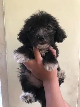 Anjing / anak anjing / anjing kecil / anjing murah / anjing lucu