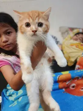 Kucing jantan usia 3 bulan