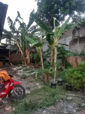 Tanah Disewakan