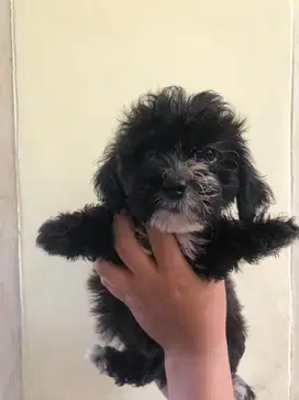 Anjing / anak anjing / anjing murah / anjing lucu / anjing kecil