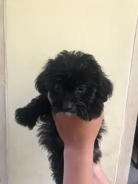 Anjing / anak anjing / anjing kecil / anjing lucu / anjing murah