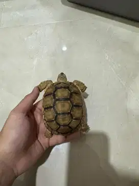 baby sulcata tiger