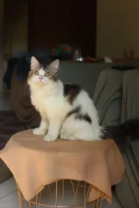 Kucing Mainecoon jantan super manja