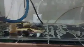 Ikan lele RTC (BRAZIL)